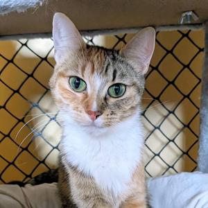 JEMINA, young, available for adoption