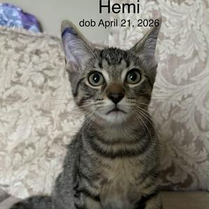 HEMI, kitten, available for adoption