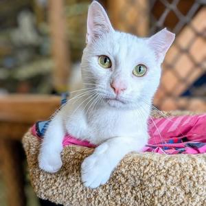 CHUMAN, adult, available for adoption