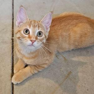 A ginger kitten with large, expressive eyes lying on a tiled floor.