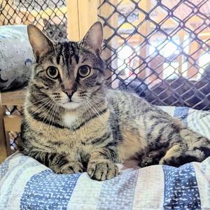 DAYSI, adult, available for adoption