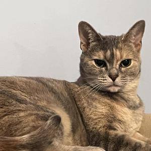 MYSTIE, adult, available for adoption