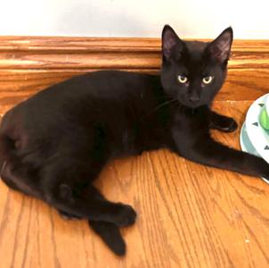 ACHILLES, kitten, available for adoption