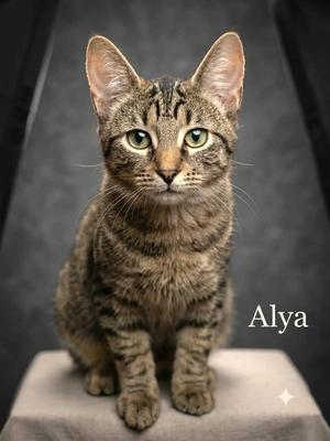 ALYA, kitten, available for adoption