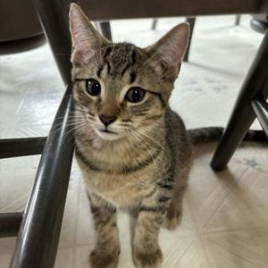 HILBY, kitten, available for adoption