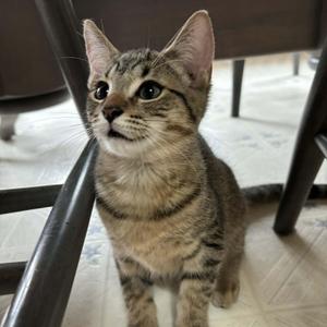 HILBY, kitten, available for adoption