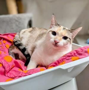 CRISPY, young, available for adoption