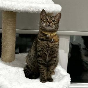 BUTTERKUP, young, available for adoption
