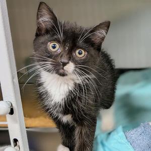 GAYLINE, kitten, available for adoption