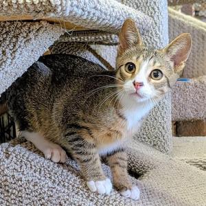CANAAN, kitten, available for adoption