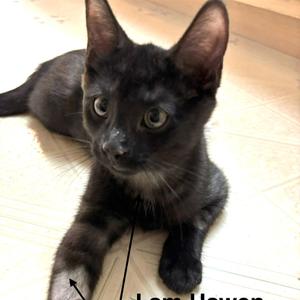 HAWEN, kitten, available for adoption