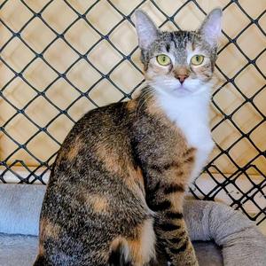 JUSTINA, young, available for adoption
