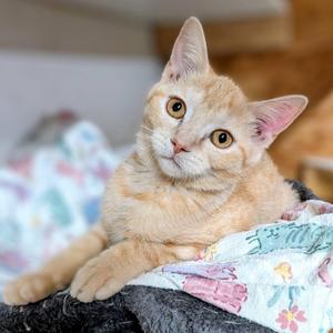 "C" SISTERS, kitten, available for adoption