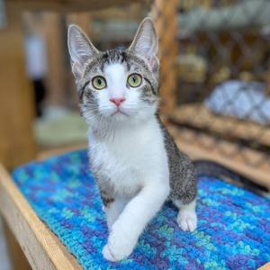 "W" SIBLINGS, kitten, available for adoption