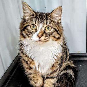 QUINTA, kitten, available for adoption