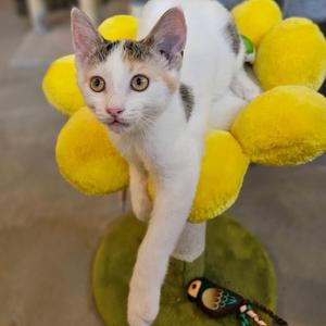 PERSIA, kitten, available for adoption