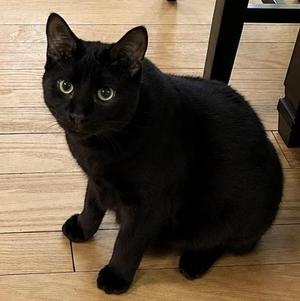 GILROY, young, available for adoption