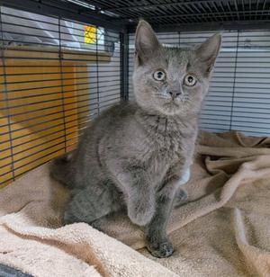 MITTZIE, kitten, available for adoption