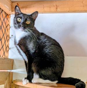MARLA, adult, available for adoption