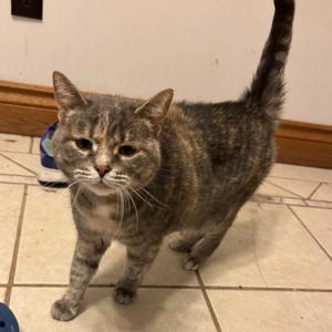 CIERRA, adult, available for adoption