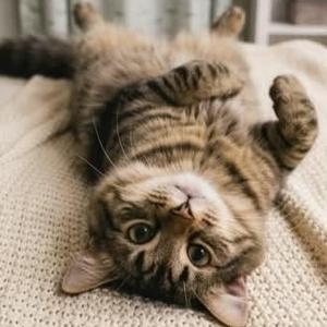 ALLYX, kitten, available for adoption