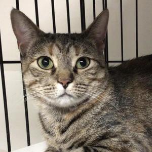 ASHIN, adult, available for adoption