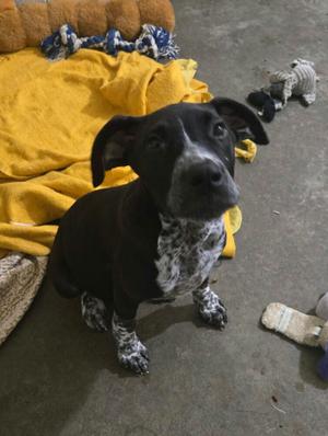 Otto, Pointer, puppy, available for adoption