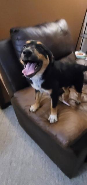 Athena, Great Pyrenees, puppy, available for adoption