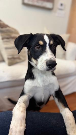 Allen, Great Pyrenees, puppy, available for adoption