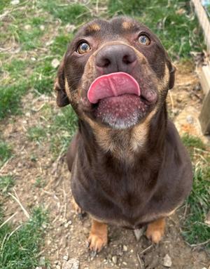 Daisy, Pit Bull Terrier, adult, available for adoption