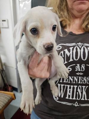 Izzy, Pit Bull Terrier, puppy, available for adoption