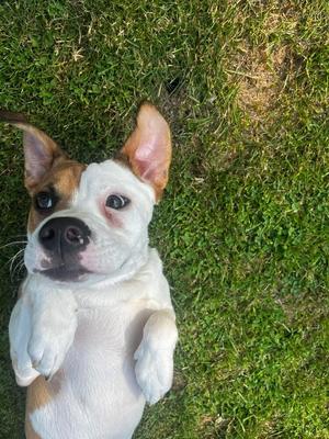 Nelson, Pit Bull Terrier, adult, available for adoption