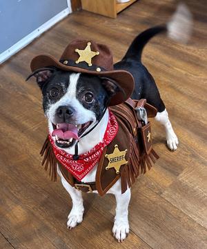 Oliver, Boston Terrier / Chihuahua, adult, available for adoption