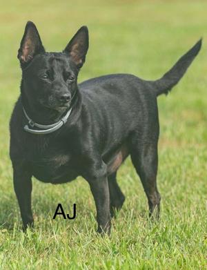 Aj, Chihuahua, adult, available for adoption