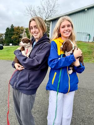 Doc, Springer Spaniel, puppy, available for adoption