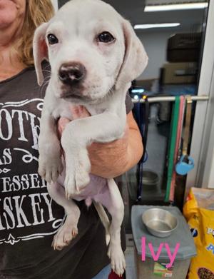 Ivy, Pit Bull Terrier, puppy, available for adoption