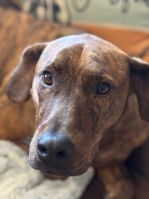 Floyd, Plott Hound, adult, available for adoption