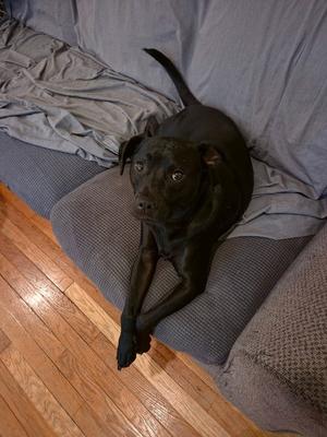 Mick, Shar Pei, adult, available for adoption