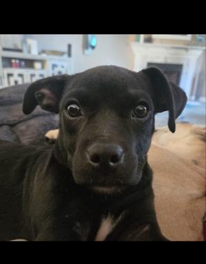 Gale, Chihuahua / Terriers (Medium), puppy, available for adoption