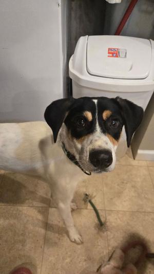 Pepper, Australian Shepherd, puppy, available for adoption