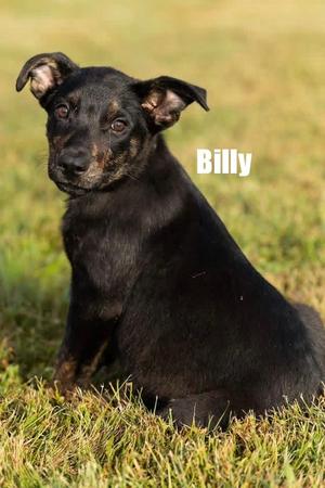 Billy, Shepherd (Unknown Type) / Terriers (Medium), puppy, available for adoption