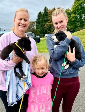 Happy, Springer Spaniel, puppy, available for adoption