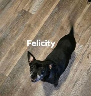 A black dog named Felicity standing on a wooden floor.