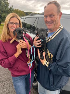 Nina, Mixed Breed, puppy, available for adoption
