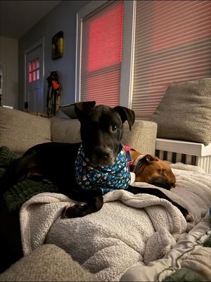 Lucy AKA (Luka), Pit Bull Terrier, available for adoption