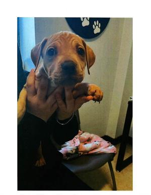 Mya (f/k/a Nugget), Pit Bull Terrier/Boxer, young, available for adoption