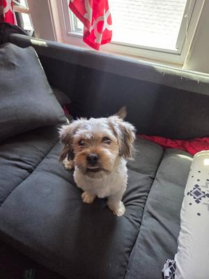 Charlie (f/k/a Canella), Lhasa Apso/Havanese, young, available for adoption