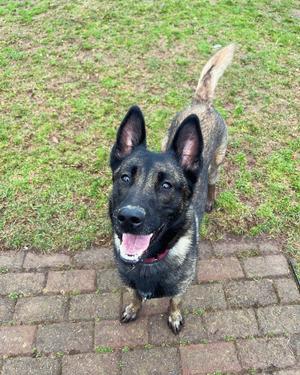 Hannah, Dutch Shepherd, adult, available for adoption
