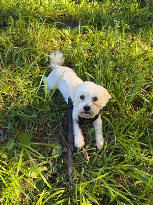 Waiting List 3369, Shih Tzu, young, available for adoption