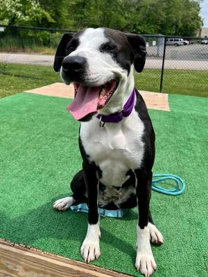 Lady, Pit Bull Terrier/Hound, adult, available for adoption